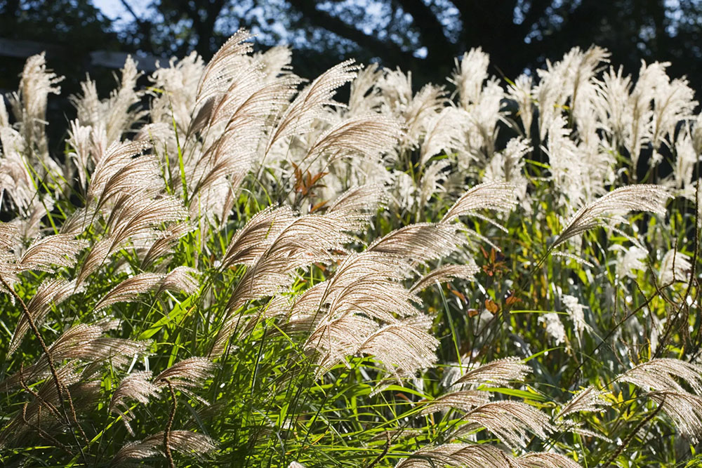 Maiden-grass