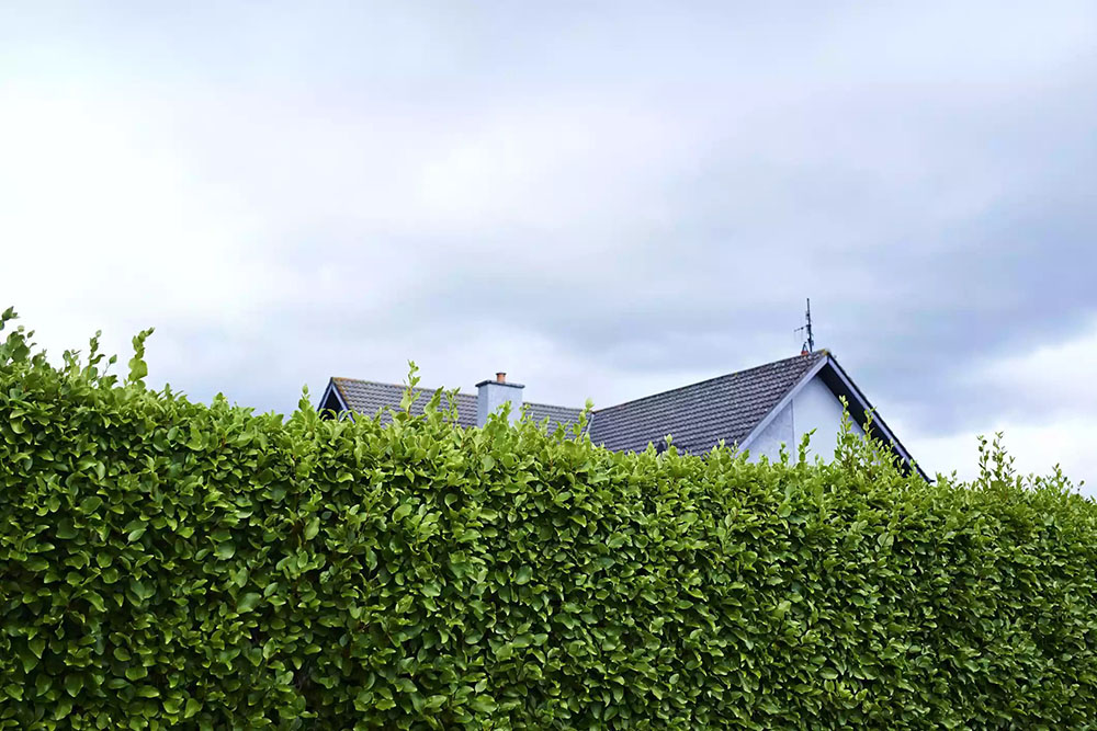 tall-hedges-long-Island-landscaping