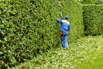 Shrub & Tree Pruning